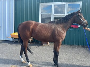"Ava K's Boy" Bay Gelding Thoroughbred