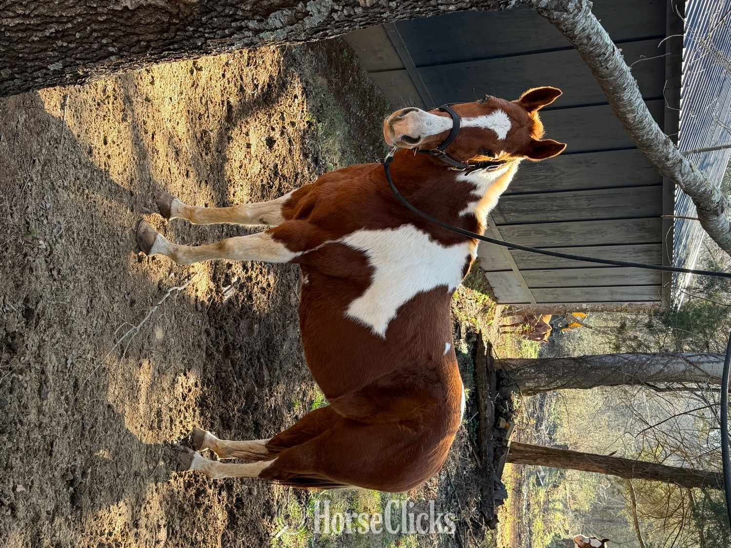 "Delilah" Sorrel Mare Other Breed in Tennessee
