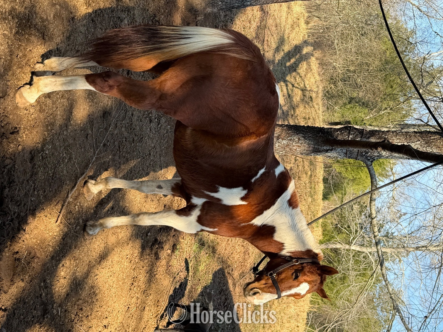 "Delilah" Sorrel Mare Other Breed