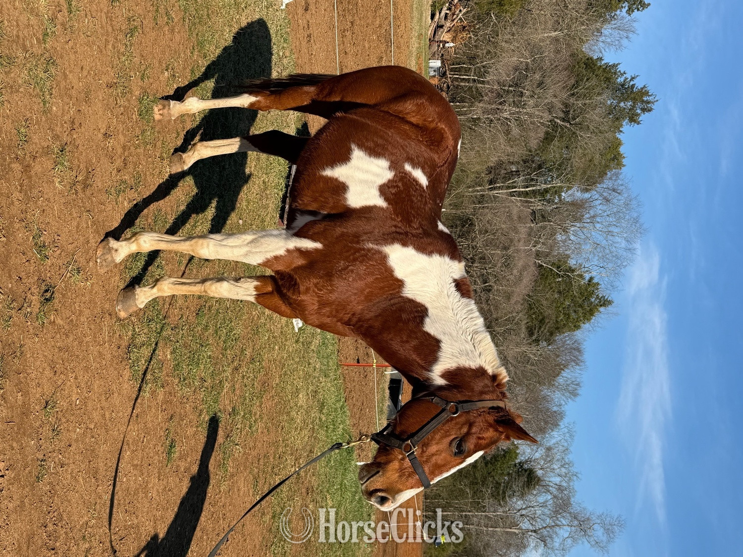 Tennessee "Delilah" Sorrel Mare Other Breed