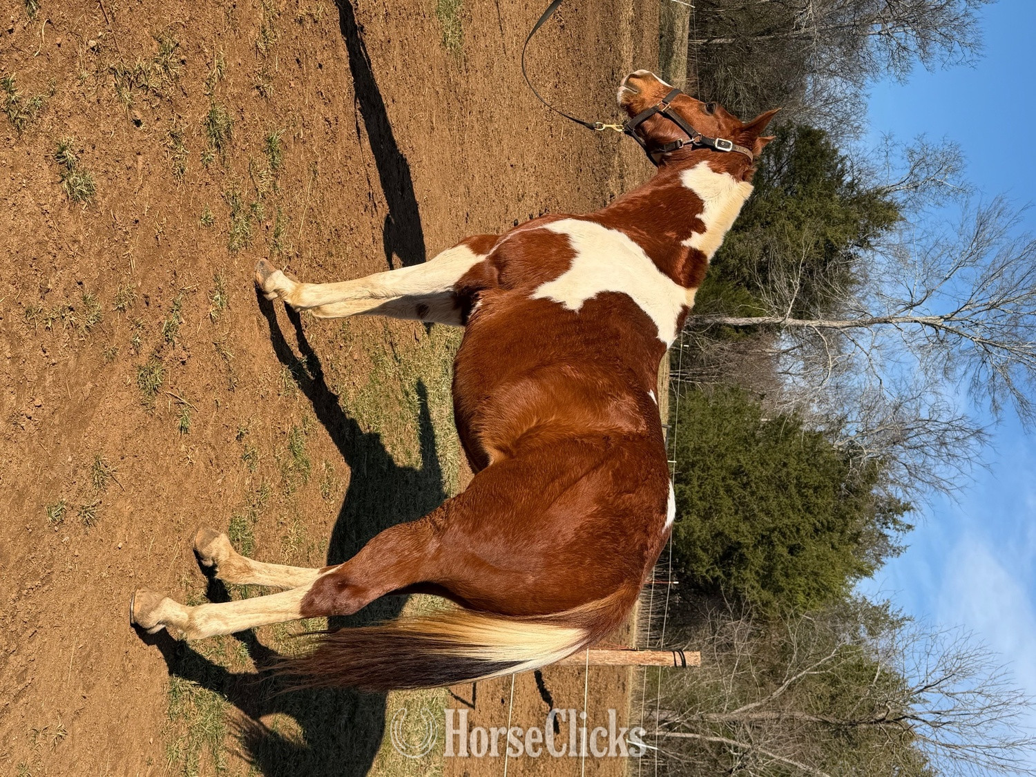 "Delilah" Sorrel Mare Other Breed - Other Breed in Tennessee