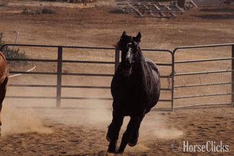 "Quest" Black Gelding Icelandic
