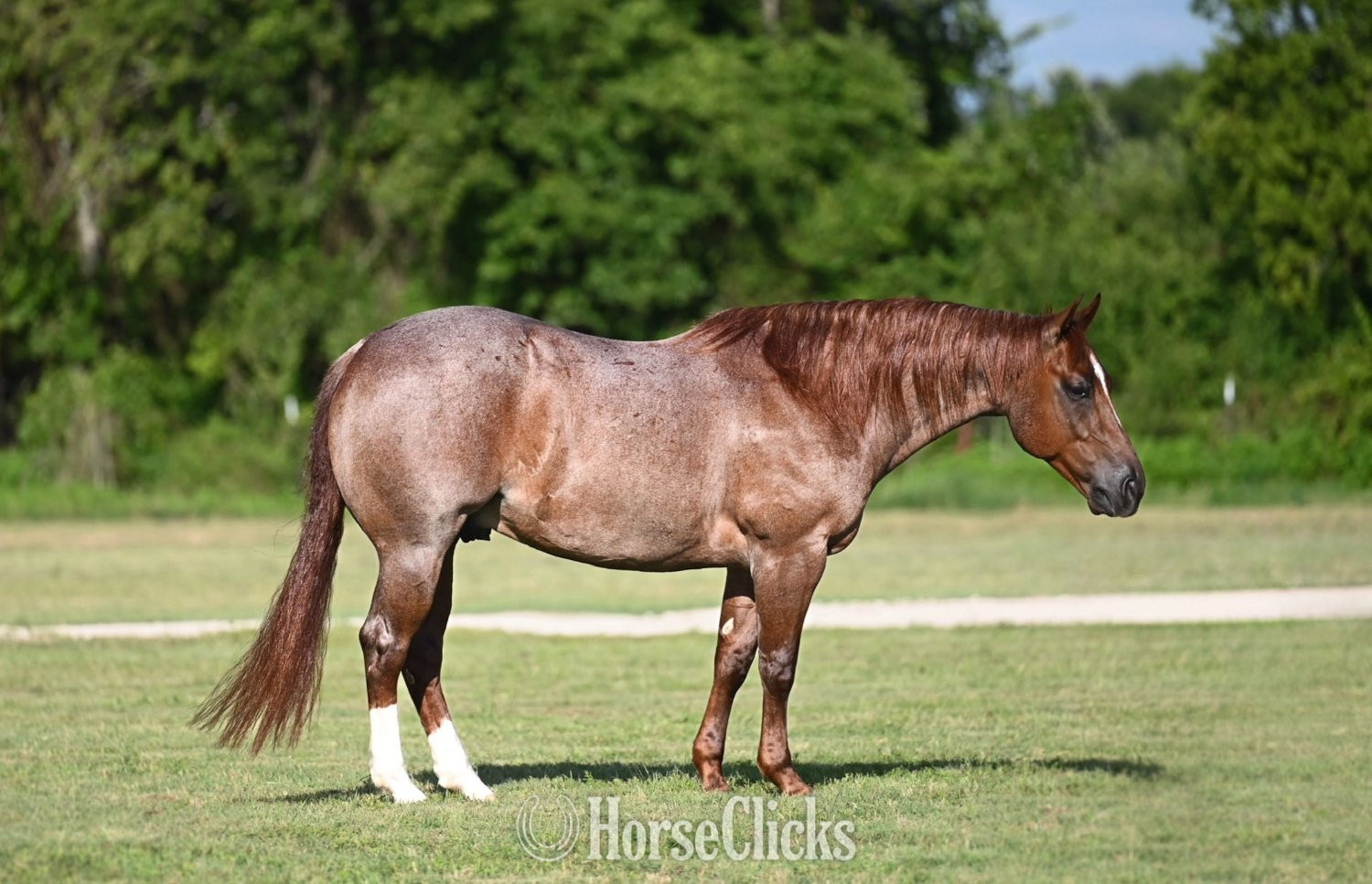 "Yati" Red Roan Gelding Quarter Horse in Texas