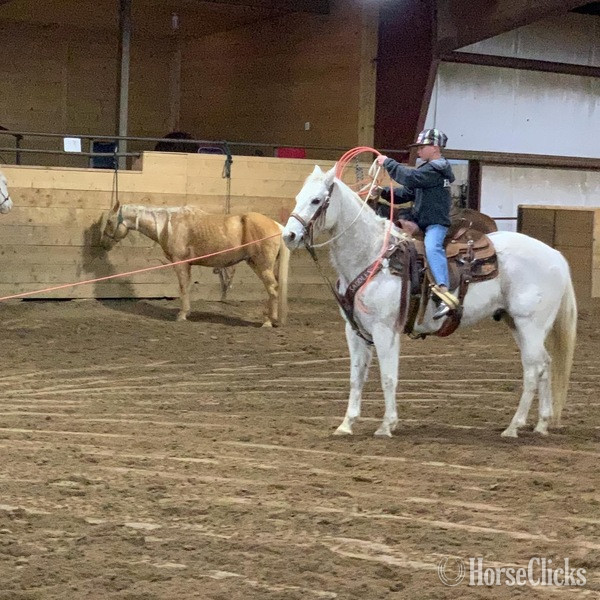 "Chelo" Grey Gelding Quarter Horse in Texas