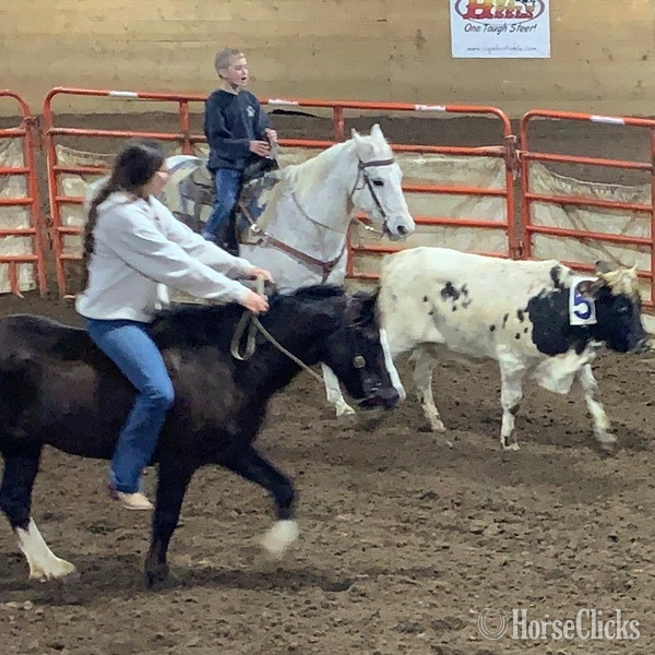 Texas "Chelo" Grey Gelding Quarter Horse