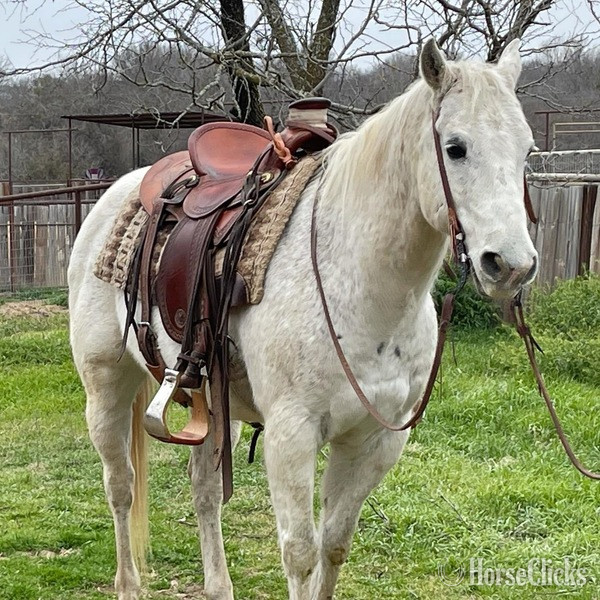 "Chelo" Grey Gelding Quarter Horse - Quarter Horse in Texas