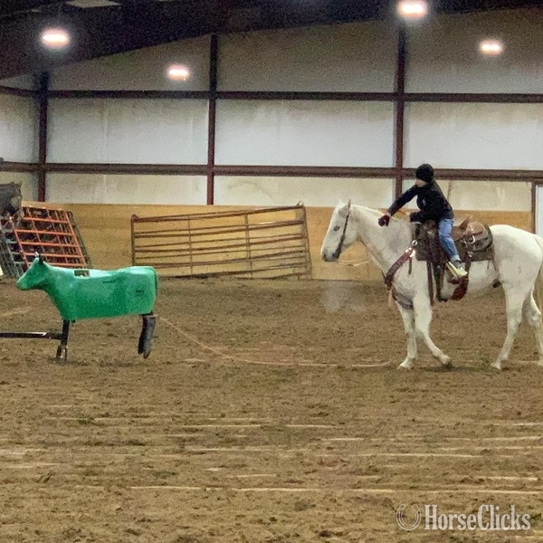 "Chelo" Grey Gelding Quarter Horse - Quarter Horse