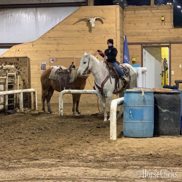 "Chelo" Grey Gelding Quarter Horse Texas