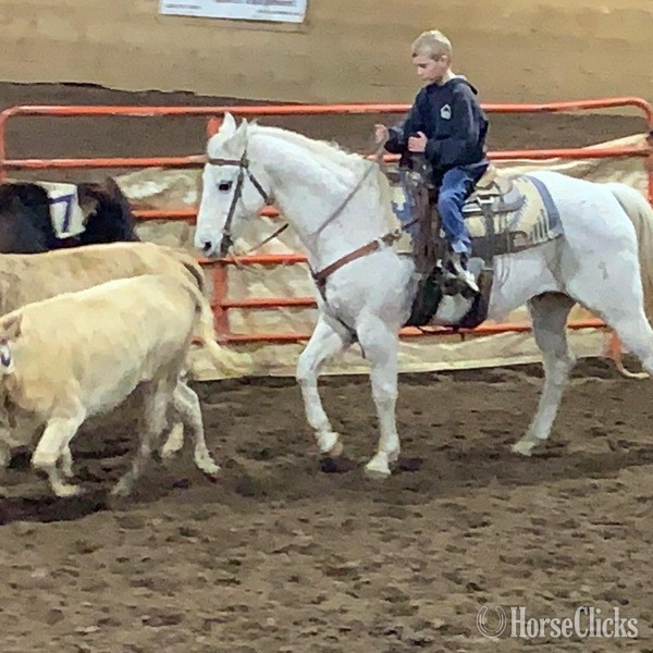 Quarter Horse - "Chelo" Grey Gelding Quarter Horse in Texas