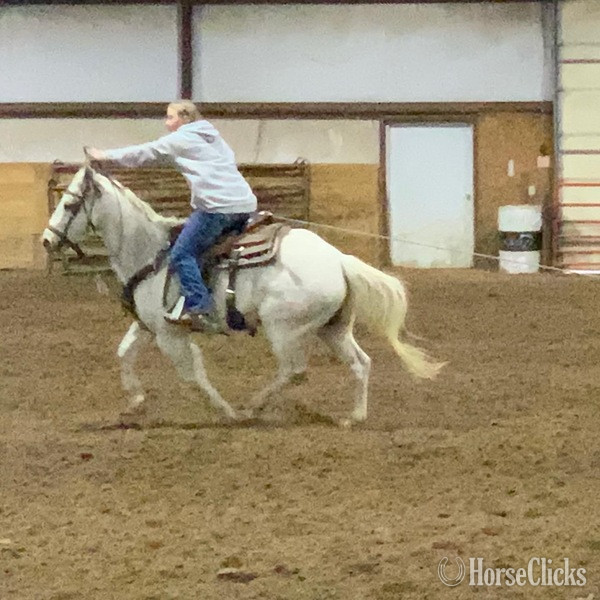 Quarter Horse - "Chelo" Grey Gelding Quarter Horse