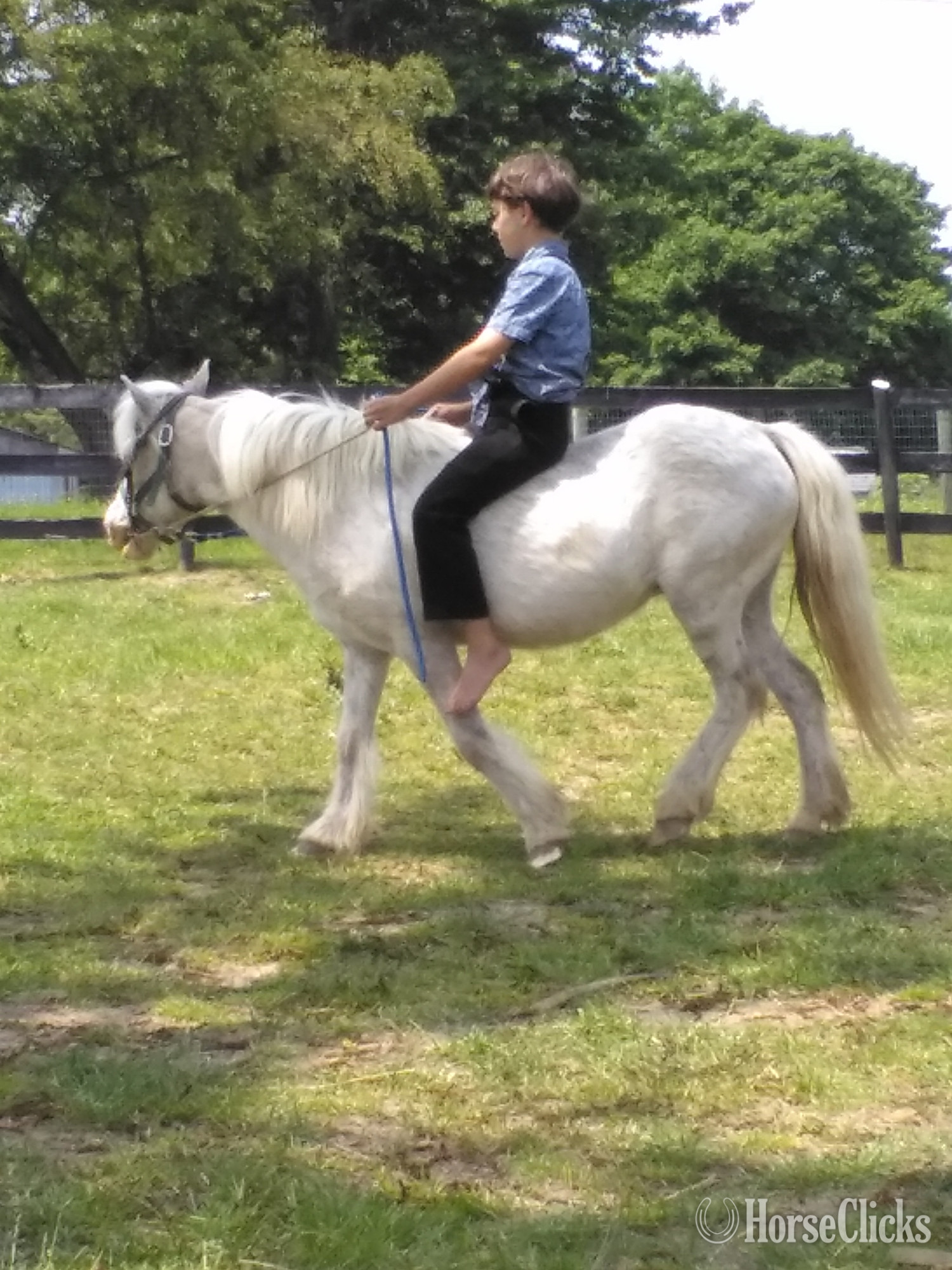 "Beauty" Grey Mare Pony in Pennsylvania