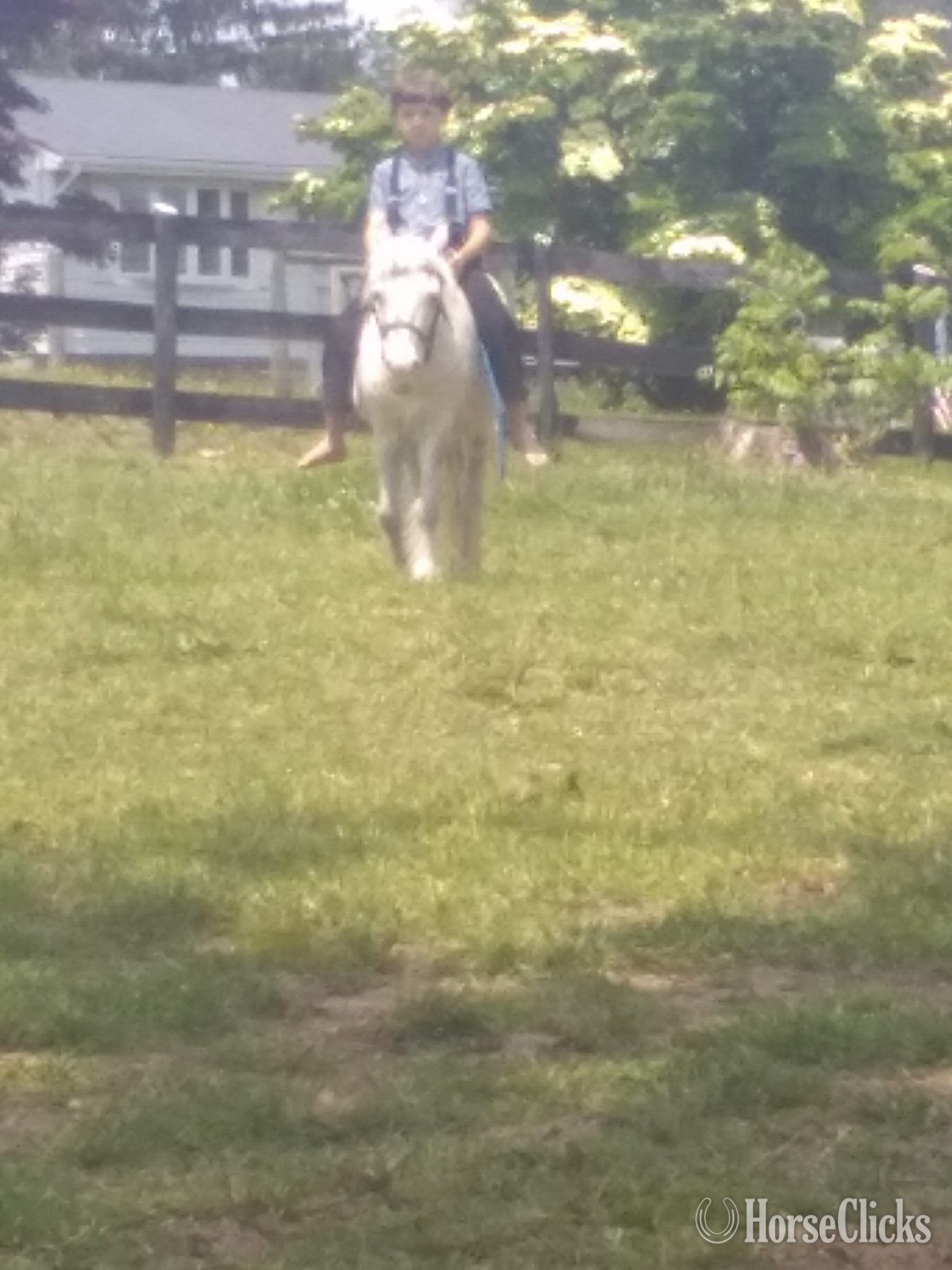 "Beauty" Grey Mare Pony
