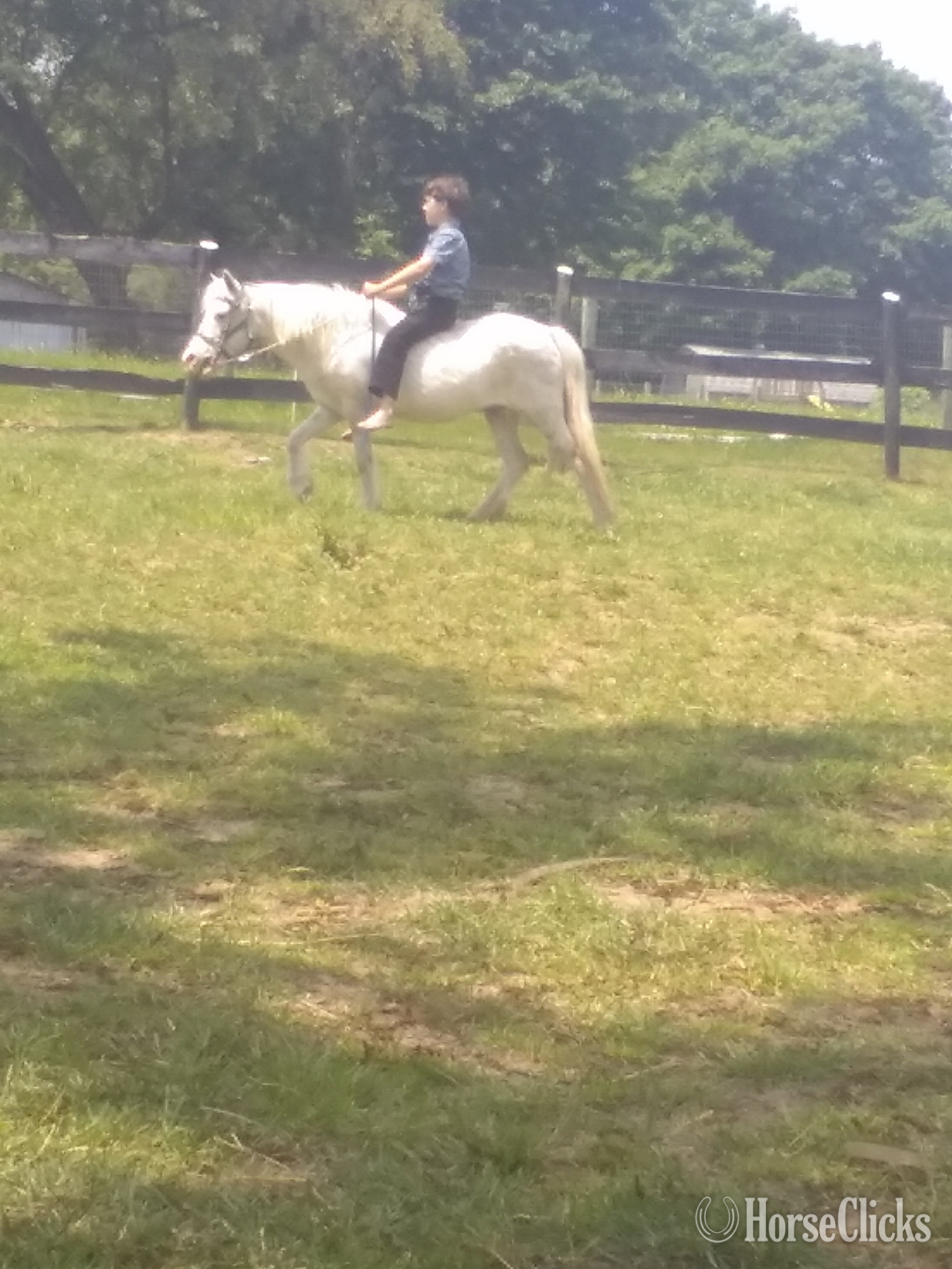 Pennsylvania "Beauty" Grey Mare Pony