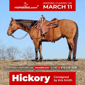 Quarter Horses for sale | HorseClicks