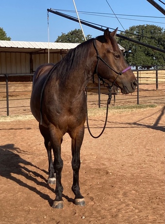 "Pup" Bay Roan Gelding Quarter Horse
