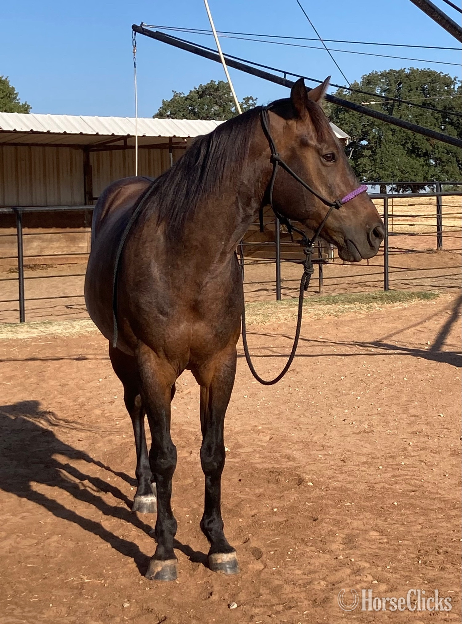 "Pup" Bay Roan Gelding Quarter Horse in Texas