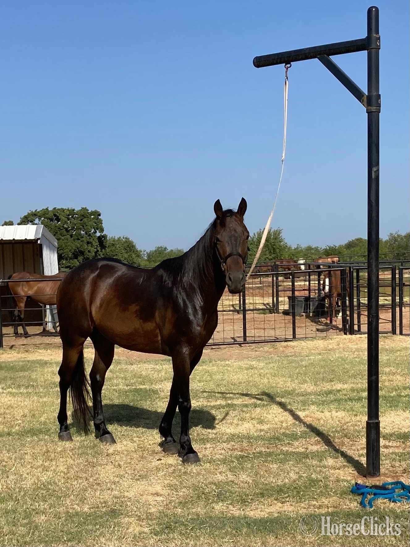 "Pup" Bay Roan Gelding Quarter Horse