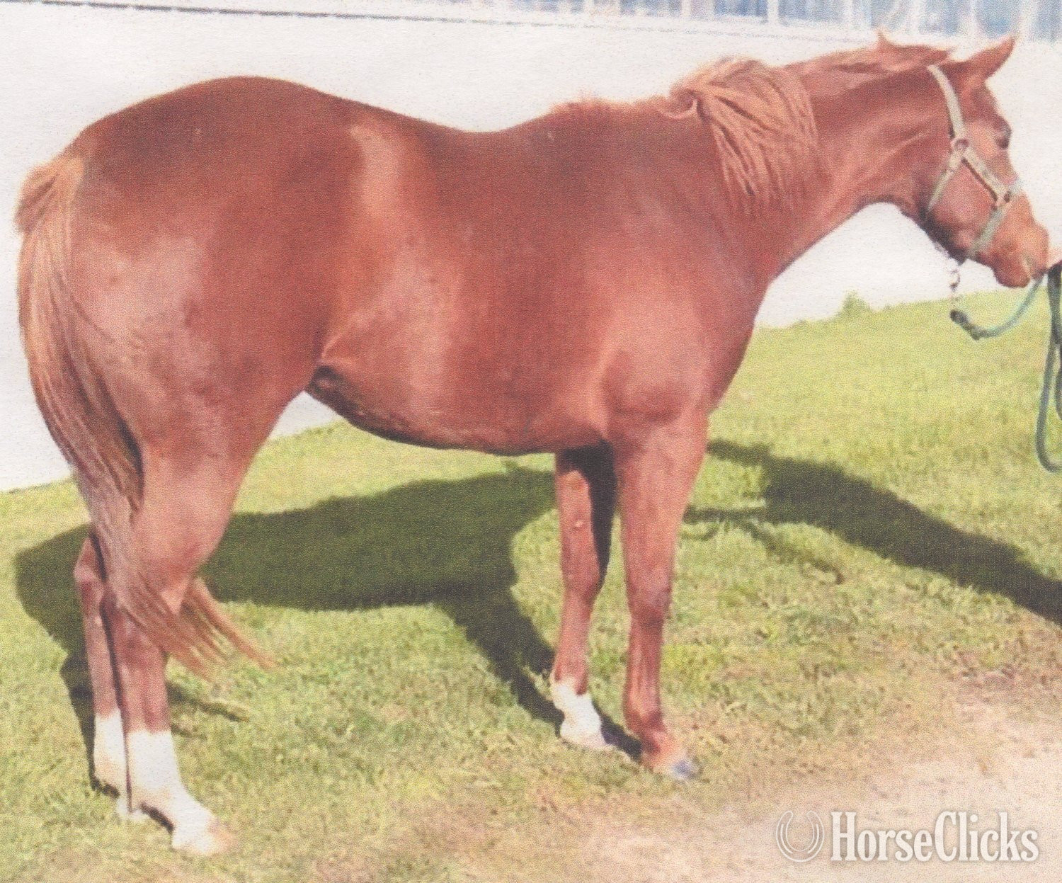 "Double Blazing Cash" Sorrel Mare Quarter Horse in Michigan