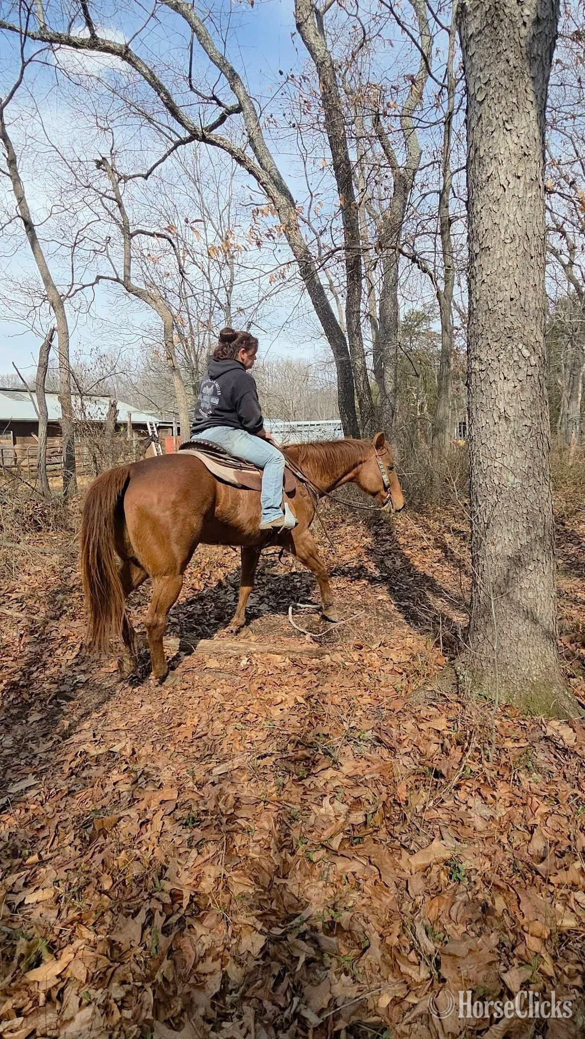 "Charlee"  Mare Quarter Horse in California