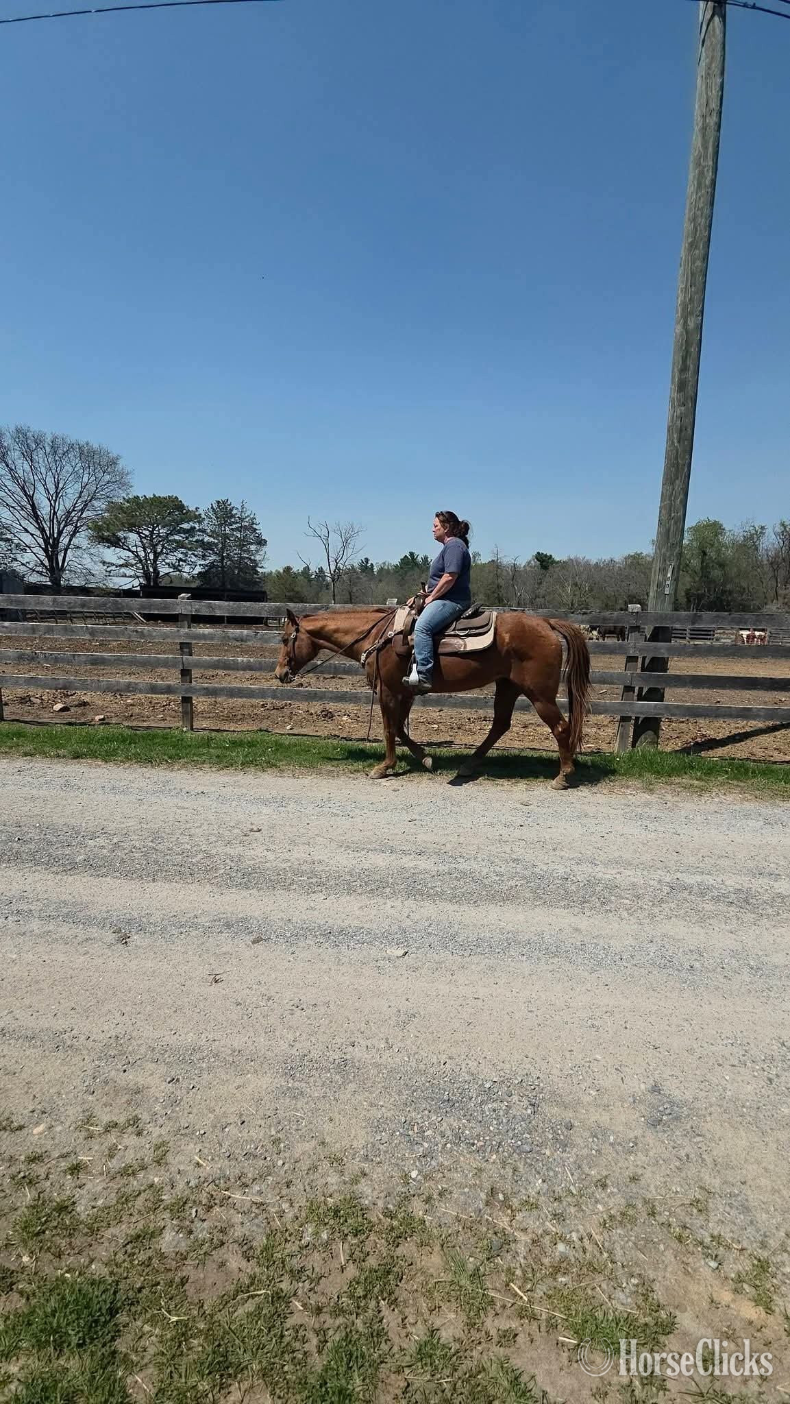 California "Charlee"  Mare Quarter Horse