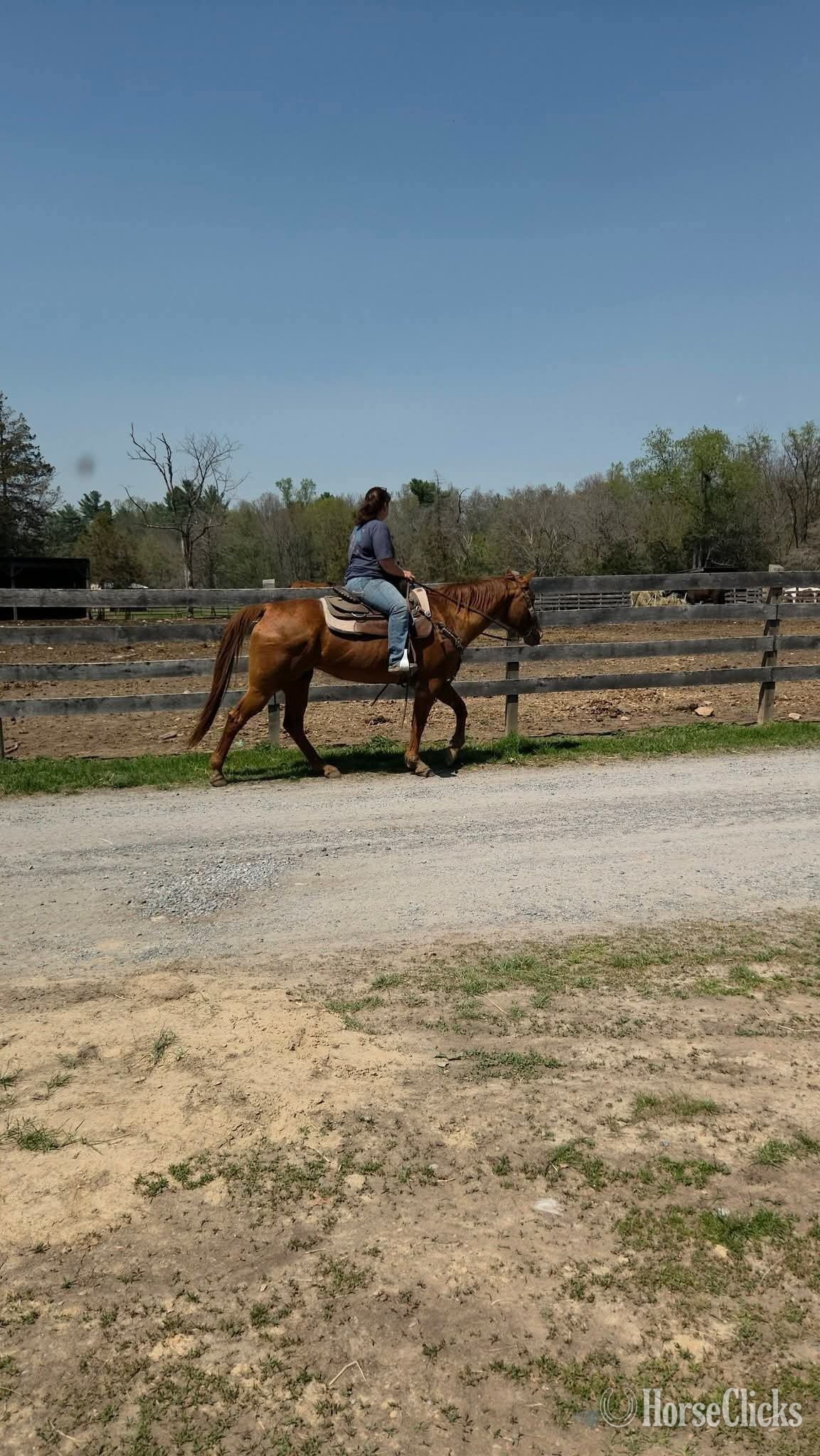 "Charlee"  Mare Quarter Horse - Quarter Horse in California