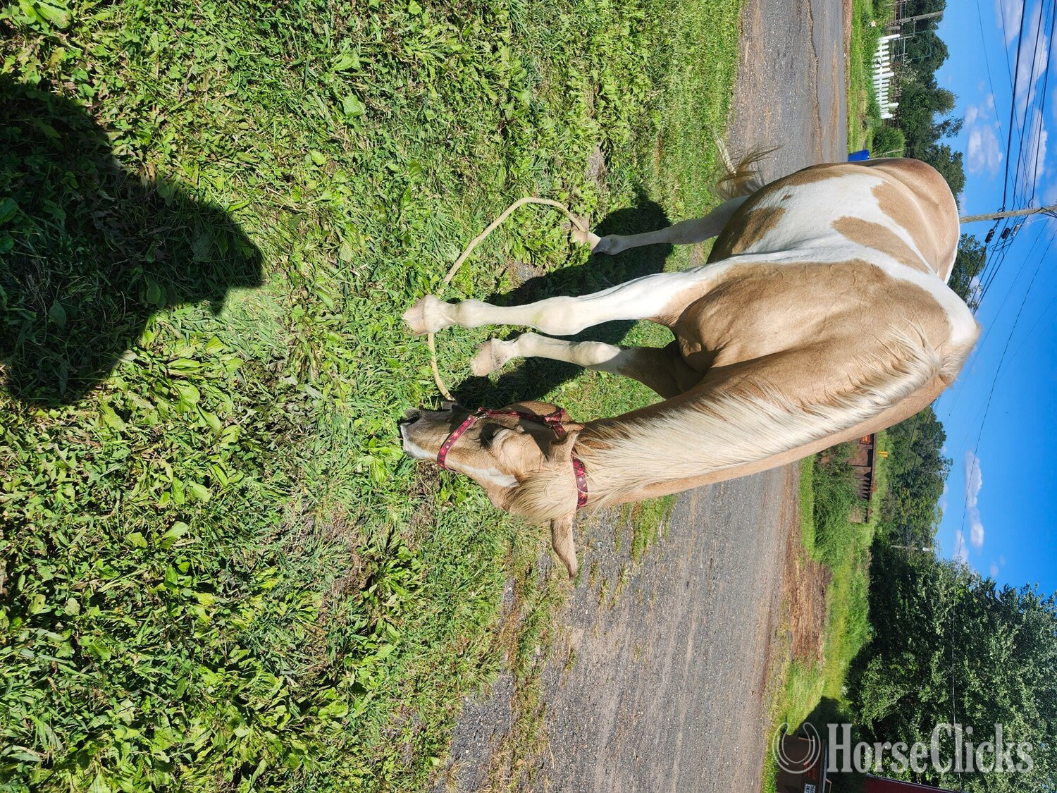 Connecticut "Duncan the Hedge Knight" Palomino Gelding Paint