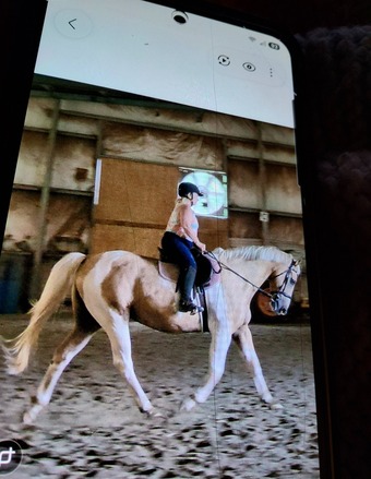 "Duncan the Hedge Knight" Palomino Gelding Paint
