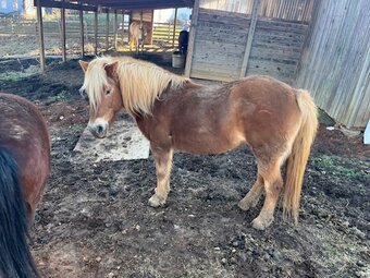 "Cricket Pi" Chestnut Mare Haflinger