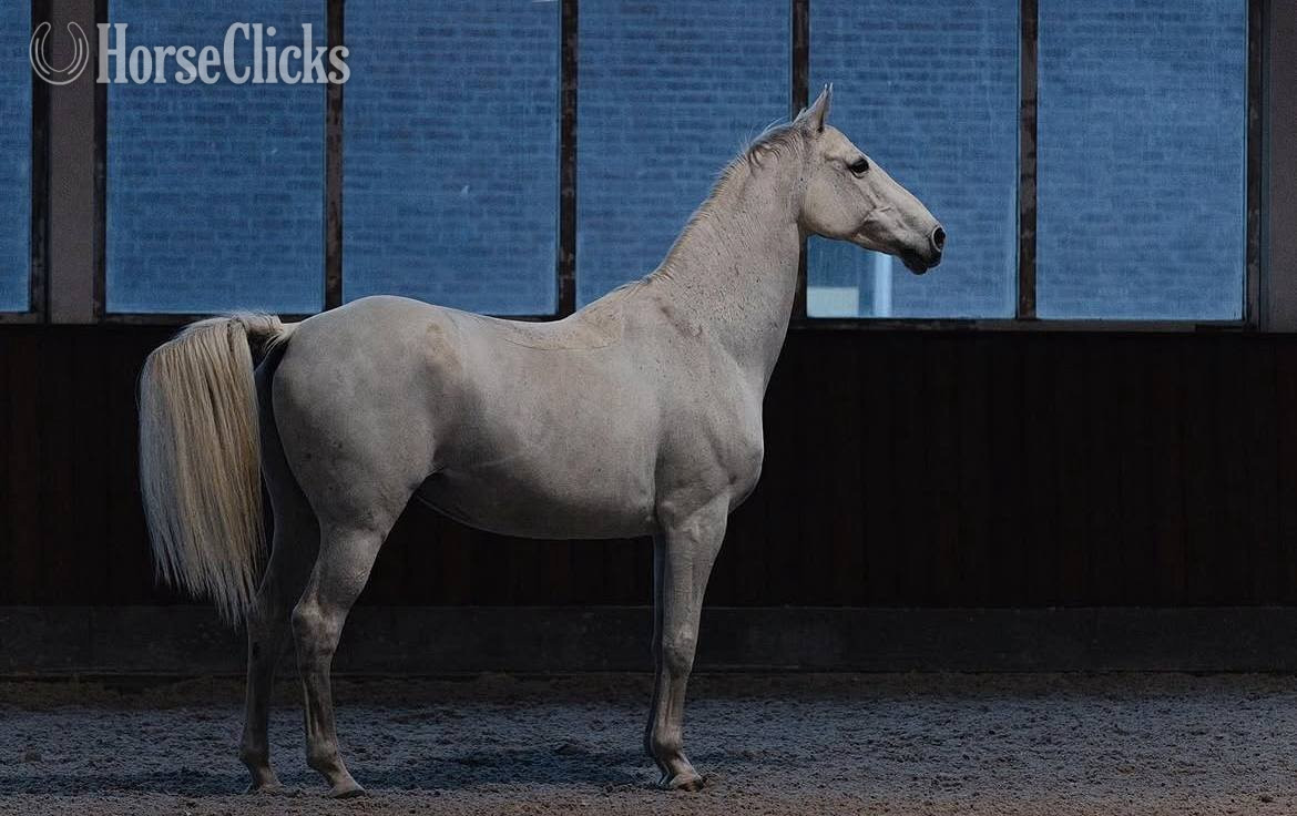 "Style" Grey Stallion Andalusian in Texas