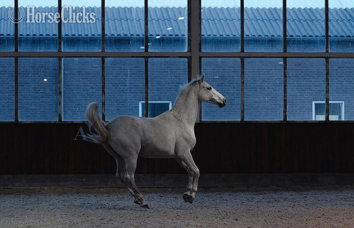 "Style" Grey Stallion Andalusian