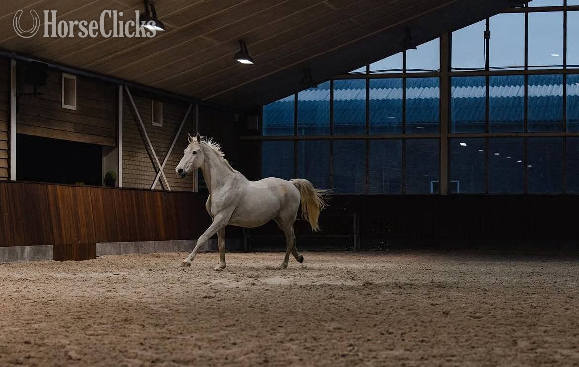 Texas "Style" Grey Stallion Andalusian