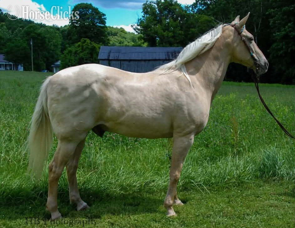 "Archie" Palomino Gelding Kentucky Mountain in Ohio