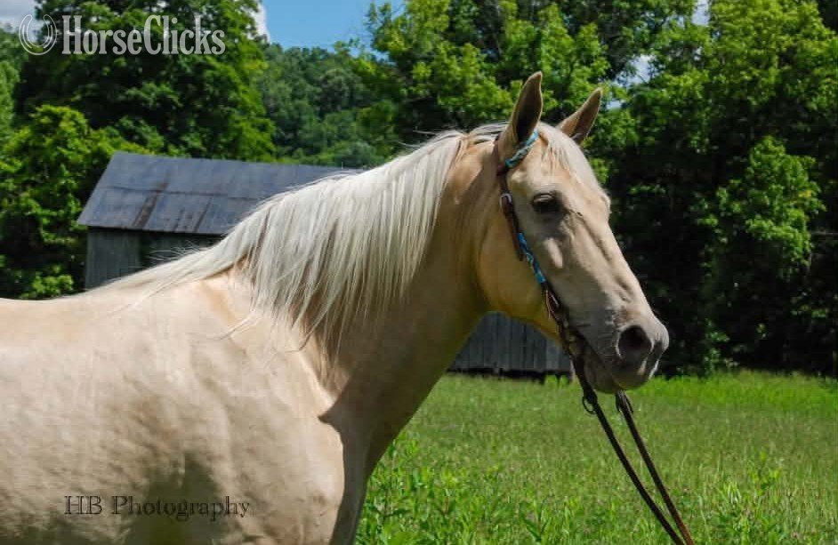 "Archie" Palomino Gelding Kentucky Mountain