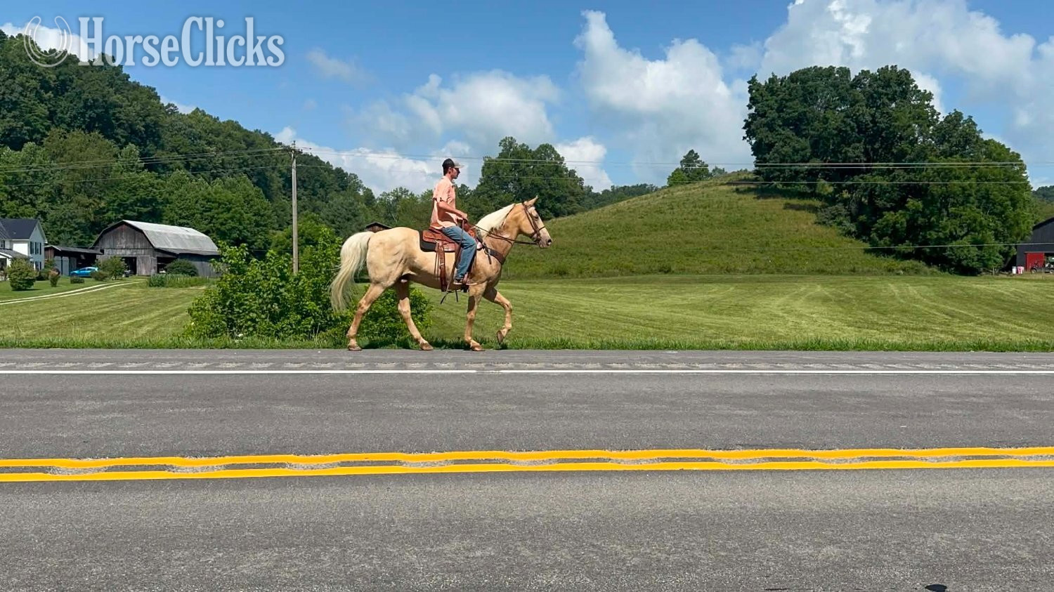 Ohio "Archie" Palomino Gelding Kentucky Mountain