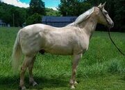 "Archie" Palomino Gelding Kentucky Mountain