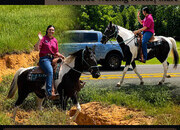 "Mercedes" Black Mare Tennessee Walker