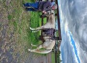 "Rocky" Palomino Gelding Kentucky Mountain