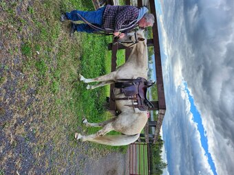 "Rocky" Palomino Gelding Kentucky Mountain