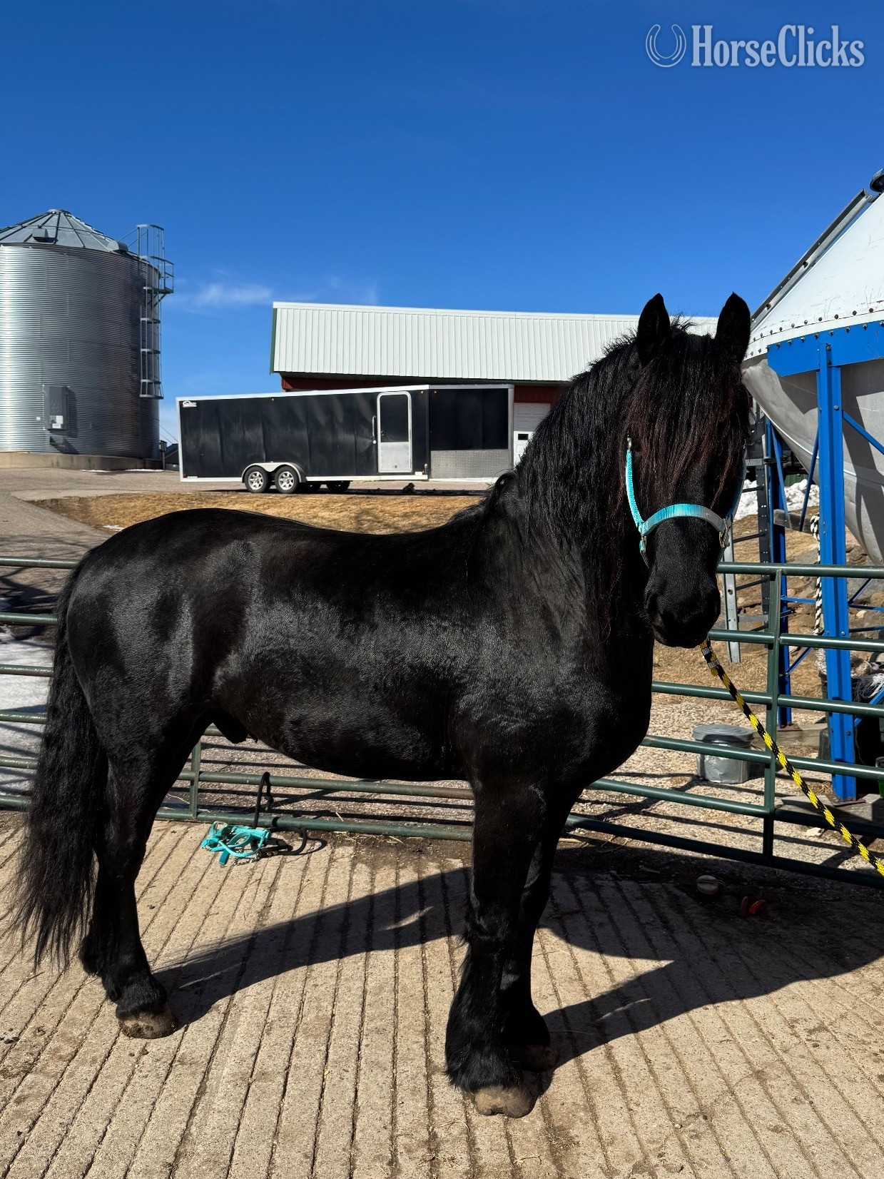 "Relentless River" Black Gelding Friesian in Wisconsin