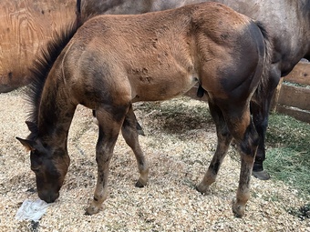"Armd N Alarmed " Black Colt Quarter Horse