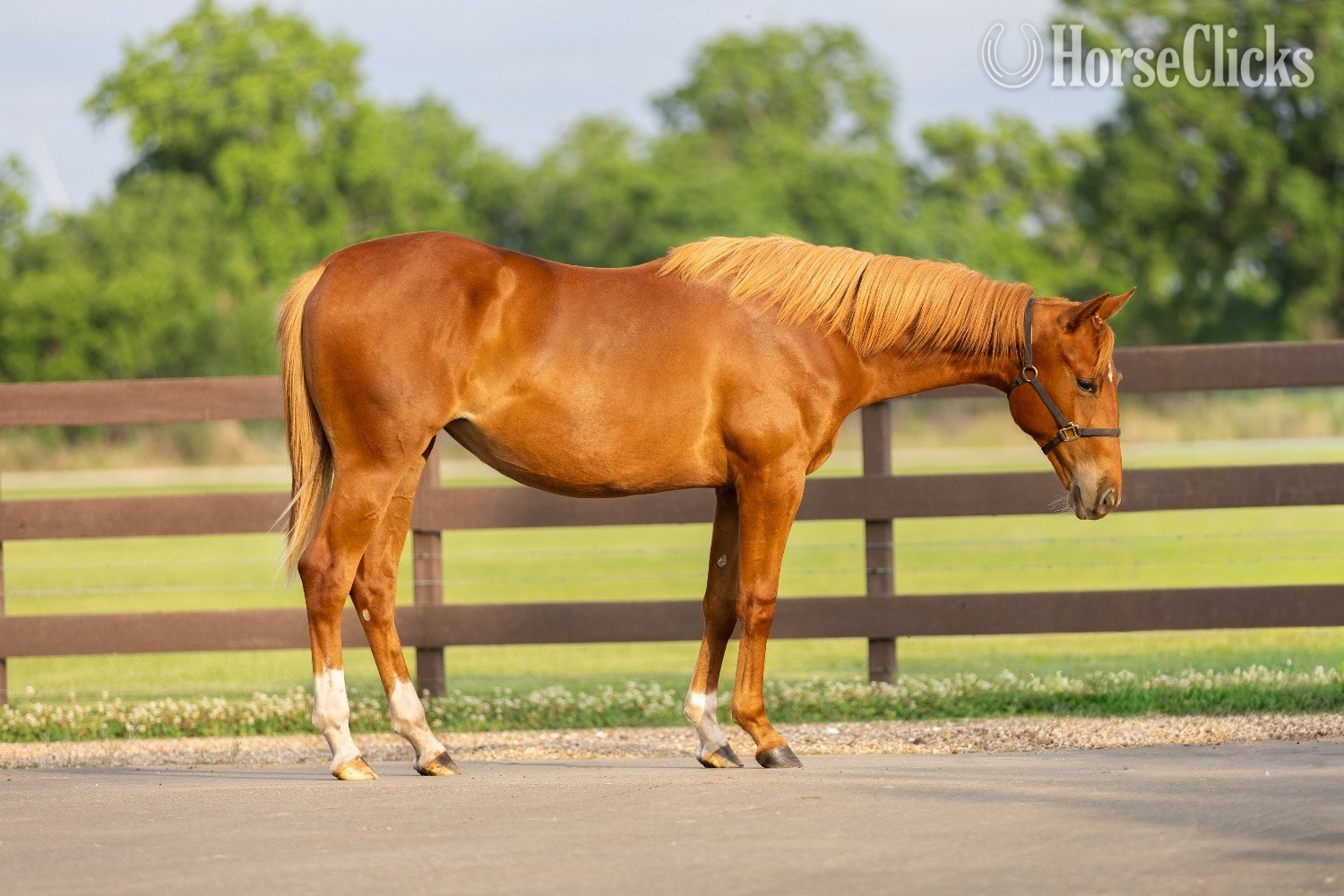 "Fergie" Sorrel Filly Quarter Horse in Texas