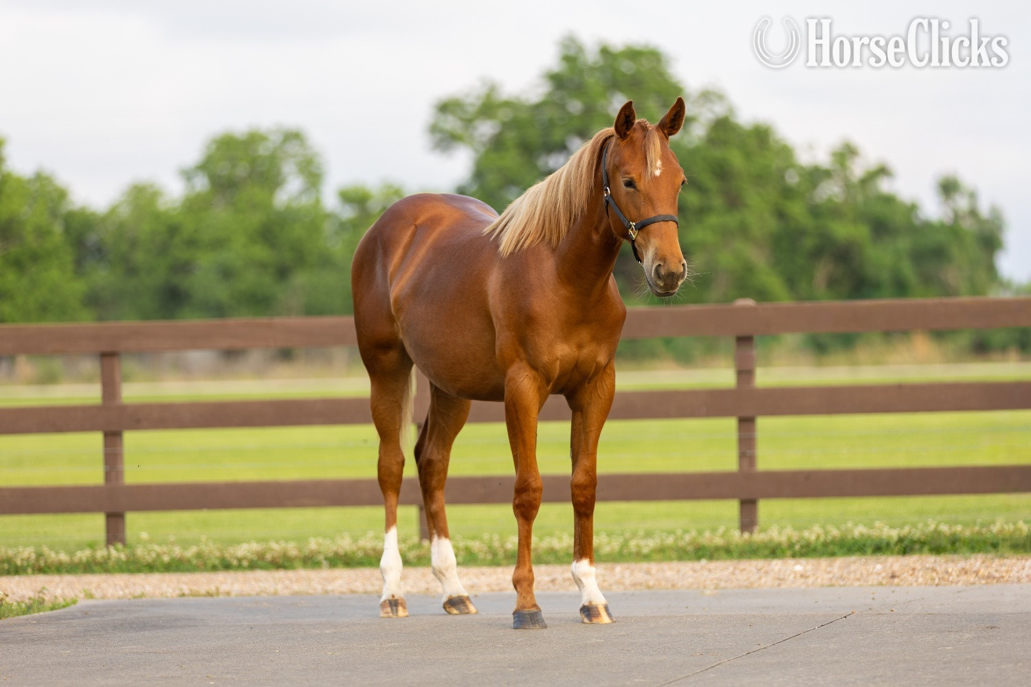 "Fergie" Sorrel Filly Quarter Horse
