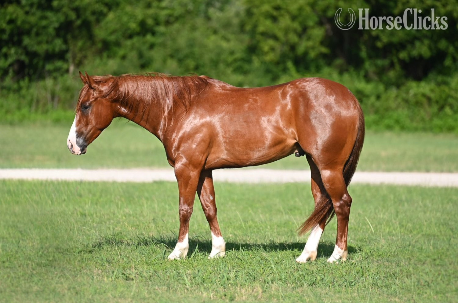 "Pac-Man" Sorrel Gelding Quarter Horse in Texas