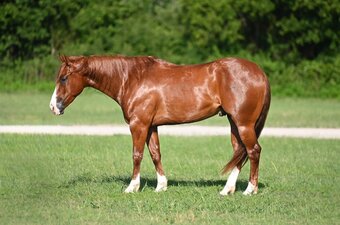 "Pac-Man" Sorrel Gelding Quarter Horse