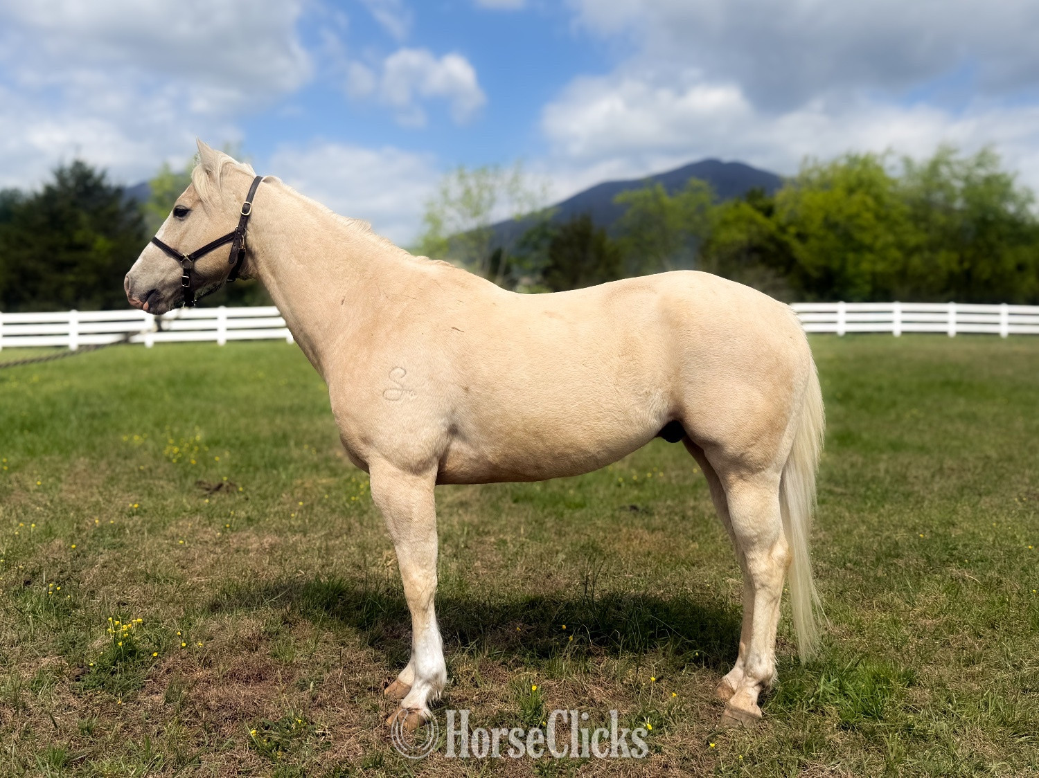 "Unforgettably Smooth" Palomino Gelding Quarter Horse in Virginia