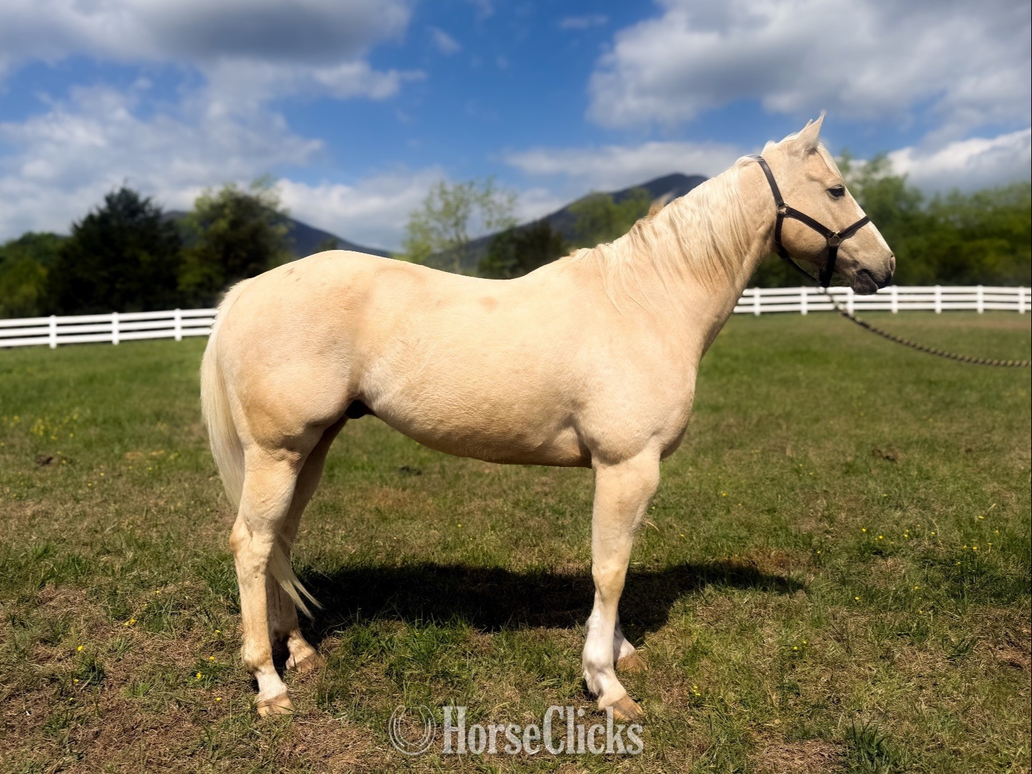 "Unforgettably Smooth" Palomino Gelding Quarter Horse