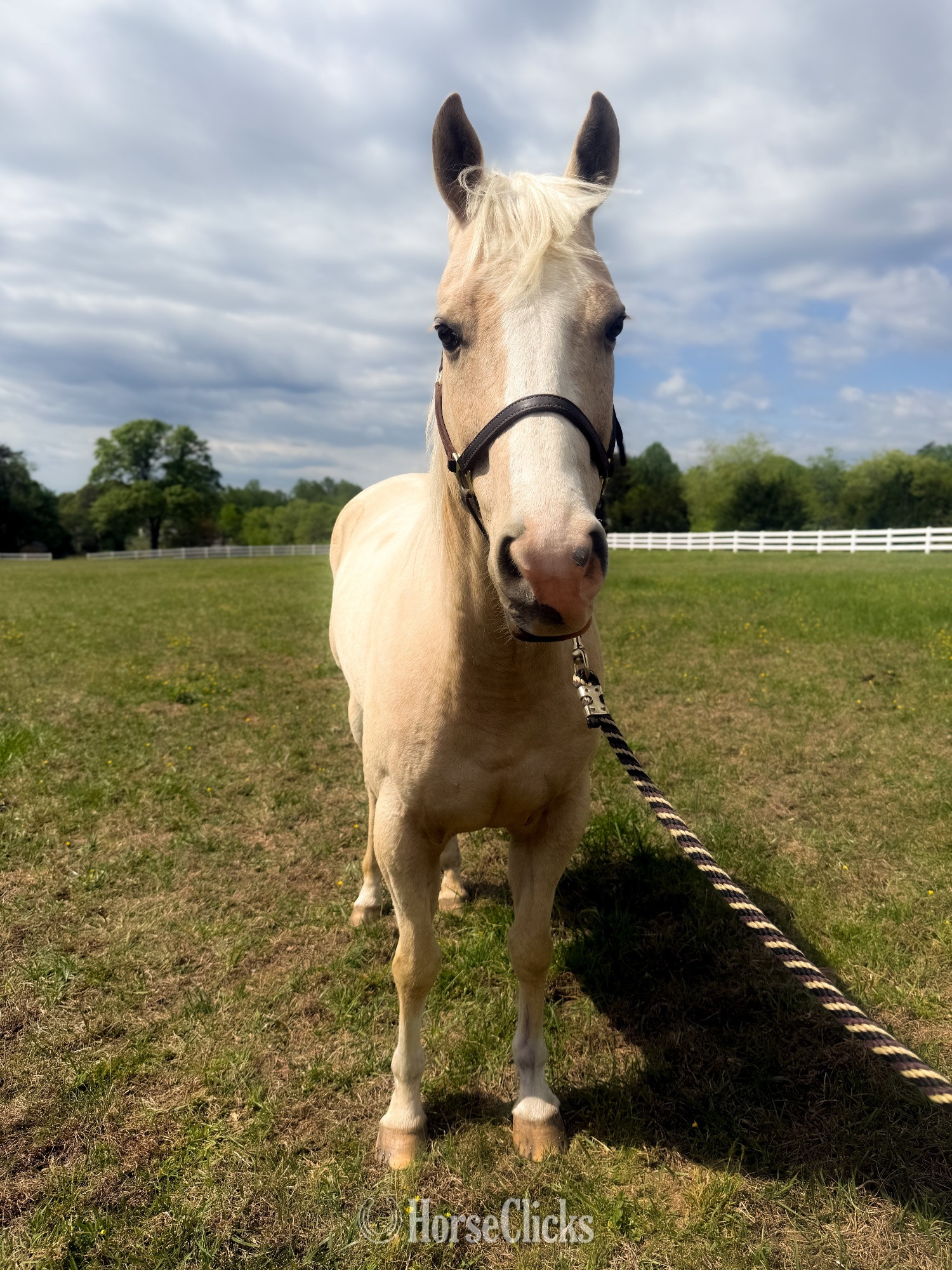 Virginia "Unforgettably Smooth" Palomino Gelding Quarter Horse
