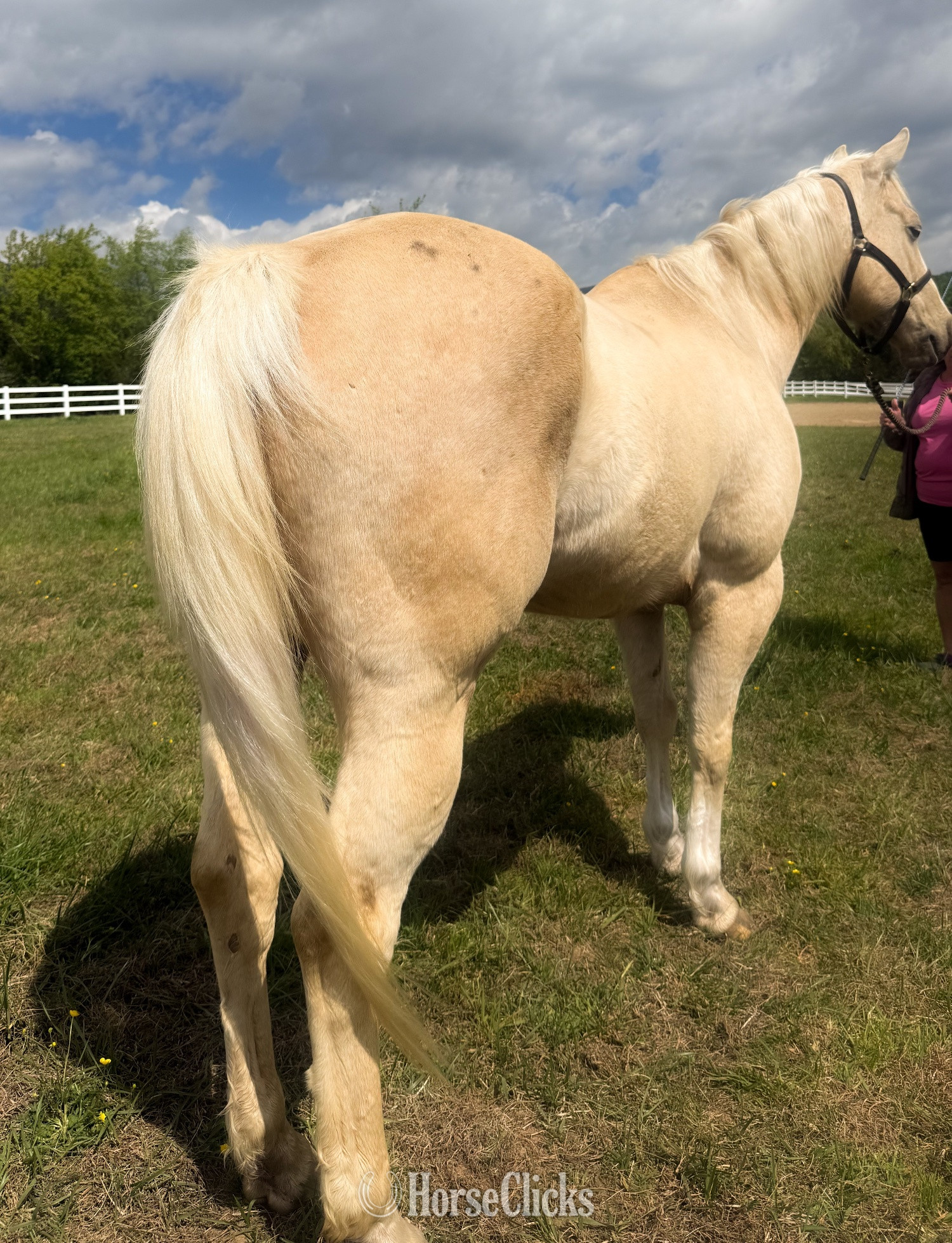 "Unforgettably Smooth" Palomino Gelding Quarter Horse - Quarter Horse in Virginia