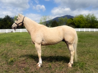 "Unforgettably Smooth" Palomino Gelding Quarter Horse