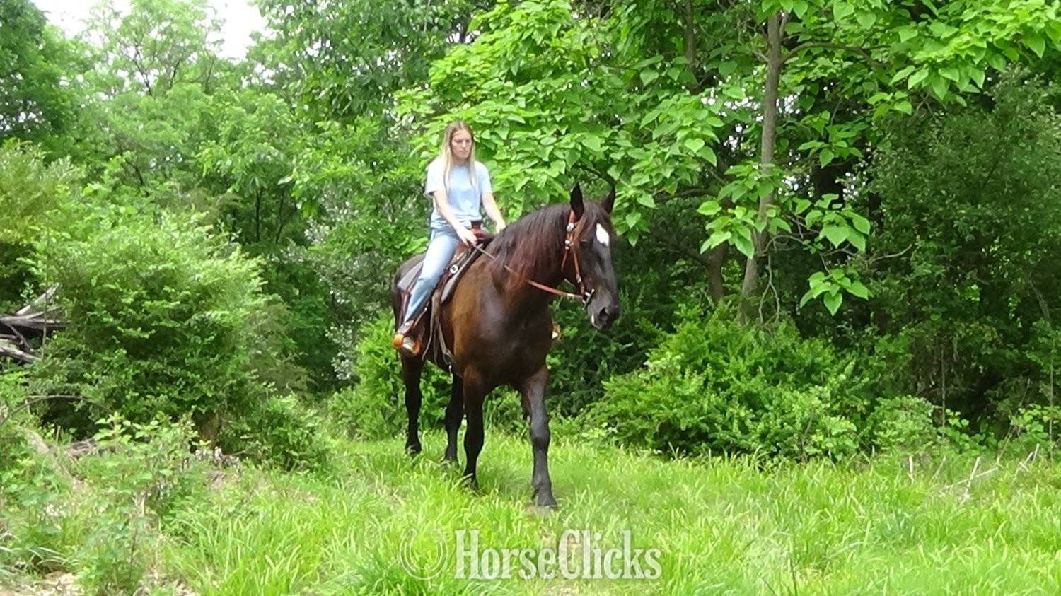 "Jade" Black Mare Percheron